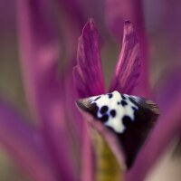 Iris reticulata Pauline