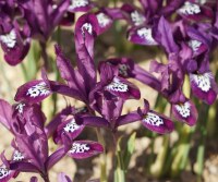 Iris reticulata Pauline