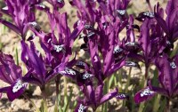 Iris reticulata Pauline