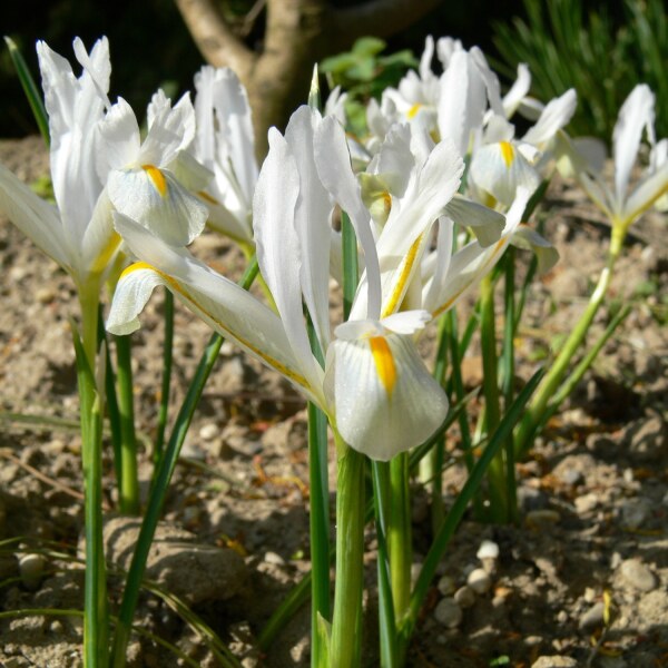 Iris reticulata Natascha