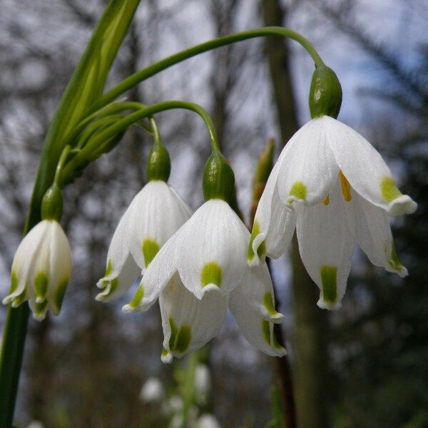 Leucojum aestivum Gravetye Giant