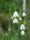 Leucojum aestivum Gravetye Giant