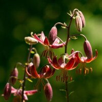 Lilium Claude Shride