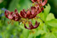 Lilium Claude Shride