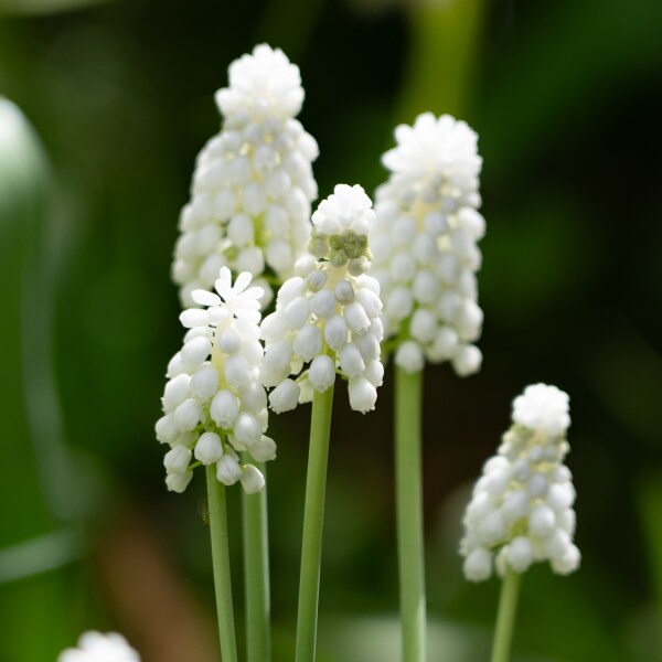 Muscari armeniacum Siberian Tiger