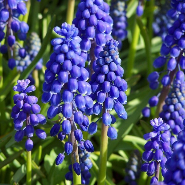 Muscari armeniacum