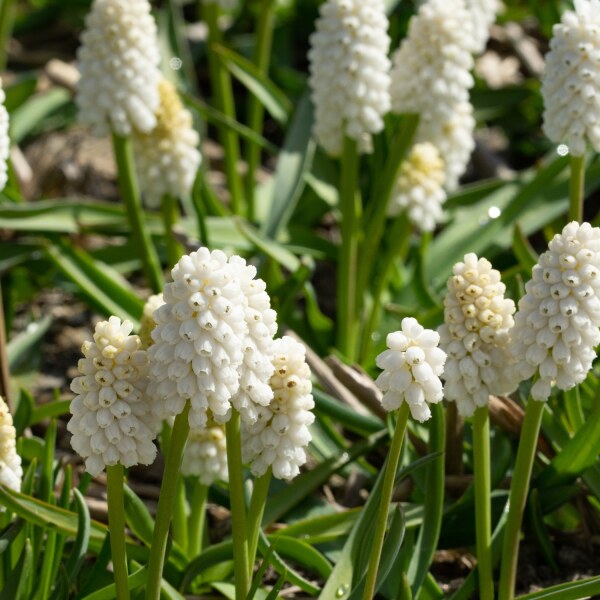 Muscari aucheri White Magic