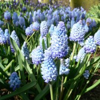 Muscari azureum