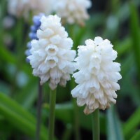 Muscari azureum album