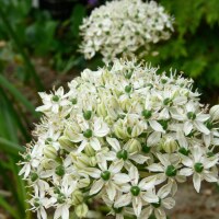 Allium nigrum