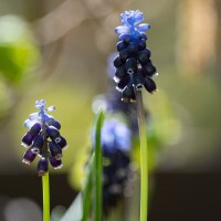 Muscari neglectum