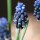 Muscari neglectum