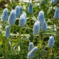 Muscari Baby´s Breath®