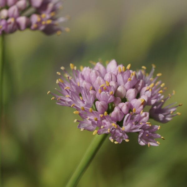 Allium senescens ssp. montanum