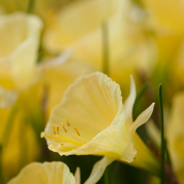 Narcissus Julia Jane