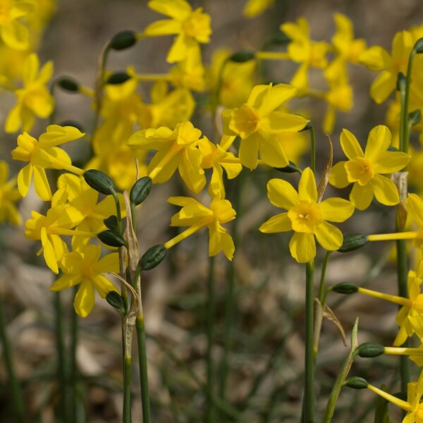 Narcissus cordubensis