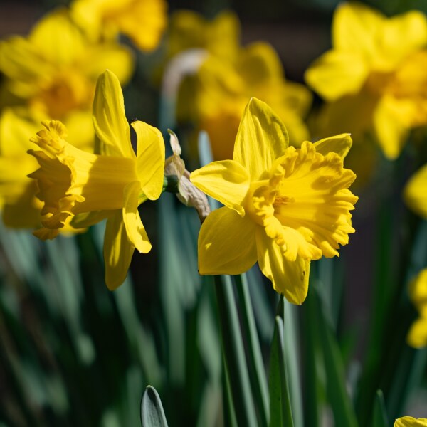 Narcissus Ballade