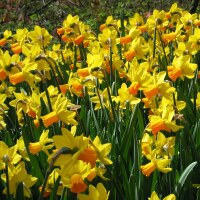 Narcissus cyclamineus Jetfire