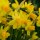 Narcissus cyclamineus Tete a Tete