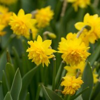 Narcissus cyclamineus Tete Boucle