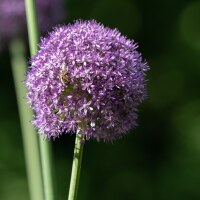 Allium Okra