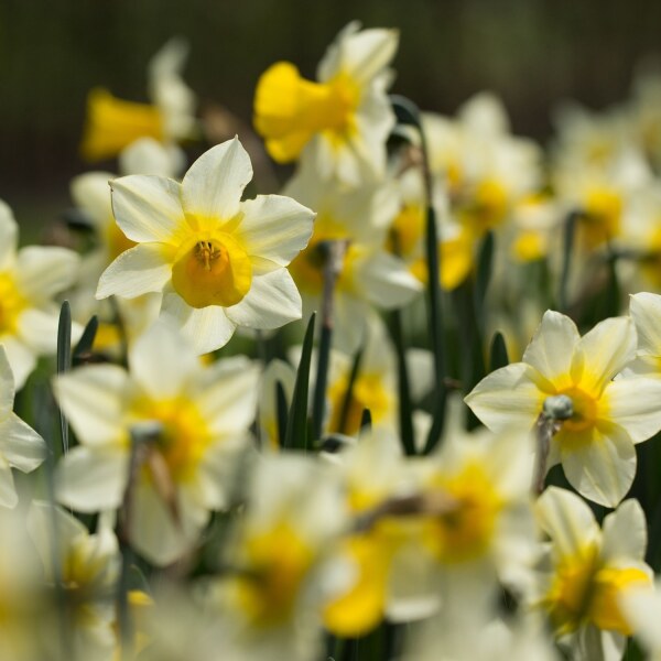 Narcissus Golden Echo