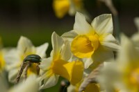 Narcissus Golden Echo