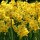 Narcissus jonquilla  Martinette