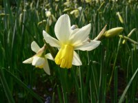 Narcissus Sailboat