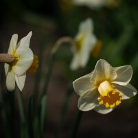 Narcissus Salome