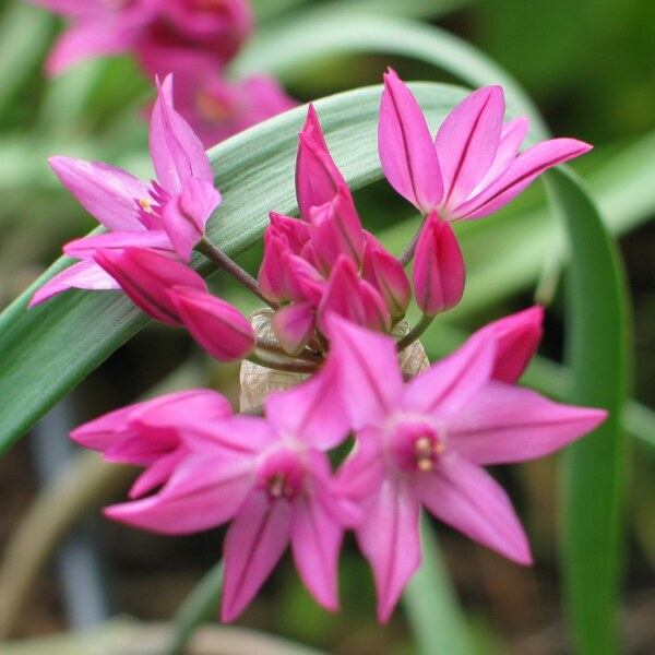 Allium oreophilum