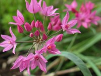 Allium oreophilum