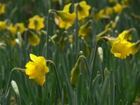 Narcissus pseudonarcissus ssp.obvallaris