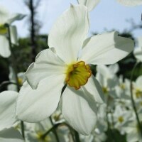 Narcissus Seagull, vor 1895