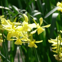 Narcissus triandrus Hawera