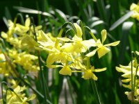 Narcissus triandrus Hawera