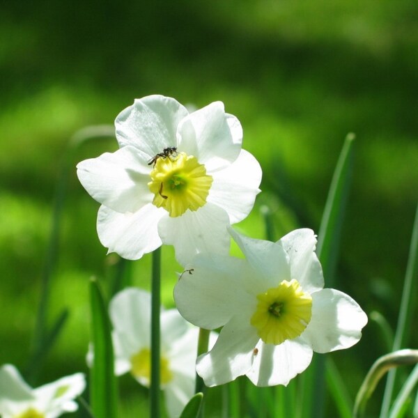 Narcissus Segovia