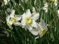 Narcissus Segovia