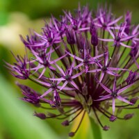 Allium Purple Rain