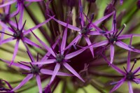 Allium Purple Rain