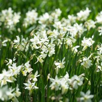 Narcissus triandrus Thalia