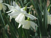 Narcissus triandrus Thalia