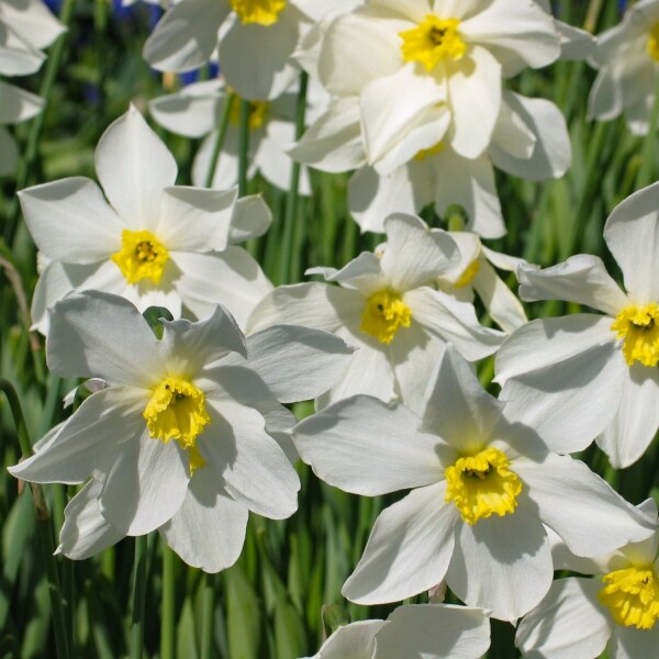 Narcissus White Lady, vor 1897