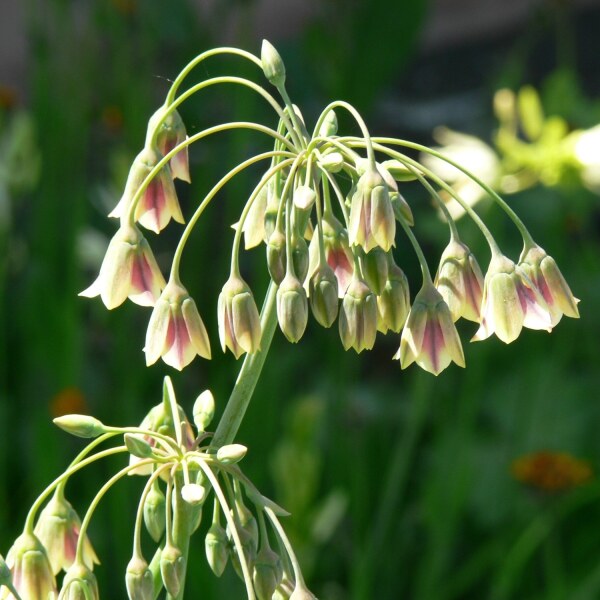 Nectaroscordum siculum