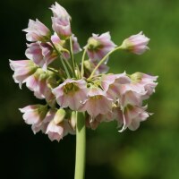 Nectaroscordum tripedale