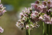 Nectaroscordum tripedale