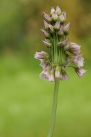 Nectaroscordum tripedale