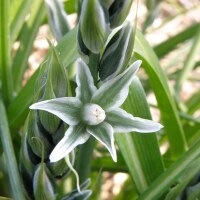 Ornithogalum nutans