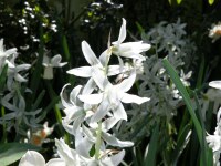 Ornithogalum nutans