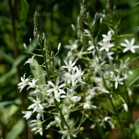 Ornithogalum ponticum Sochi